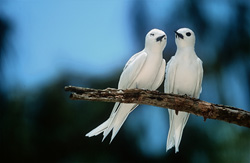 Discover Fascinating White Terns on Midway Islands
