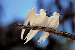 Elegantes charranes blancos en un árbol