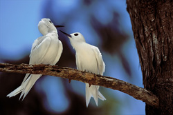 Charranes blancos en el árbol - Aves gráciles de las islas Midway