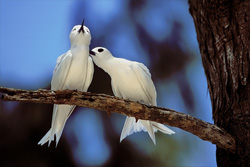 Fairy Tern
