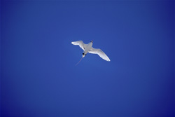 Elegant Red-tailed Tropicbird in the Majestic Setting of Midway