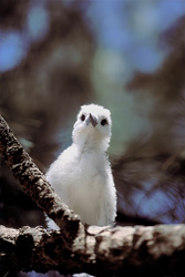 Graceful white tern chick on a tree in the Midway Islands