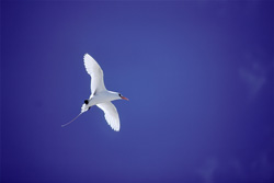 Majestic flight skills of the Red-tailed tropicbird in Midway