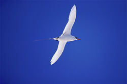 Elegant Red-tailed Tropicbird in its full glory on Midway Atoll
