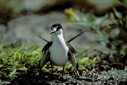Discover fascinating Sooty Tern on Eastern Island