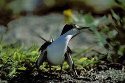 Fascinating Sooty Tern (Sterna fuscata) resting on the ground in Hawaii