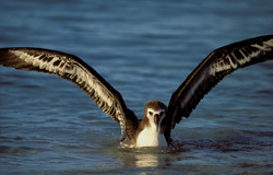 Experience the beauty of the young Laysan albatross on the sea