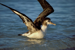 Discover the Beauty of the Young Laysan albatross on the Vast Ocean