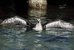 Discover the beauty of the young Laysan albatross at sea