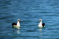 Majestic Laysan albatrosses on the Midway Atoll