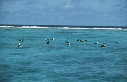 Impressive Laysan Albatrosses and Black-footed Albatrosses on the Sea