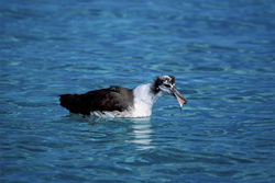 Explore the beauty of the young Laysan albatross on the Pacific Ocean