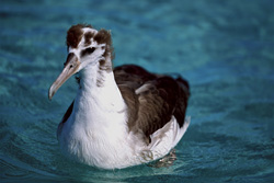 Fascinating young Laysan albatross on its first flight over the sea