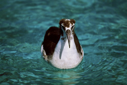 Fascinating young Laysan albatross on the Pacific Ocean - stock photo