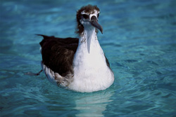 Beeindruckender junger Laysan-Albatros auf dem Midway Atoll