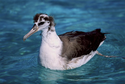 Fascinating young Laysan albatross on the ocean