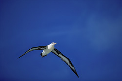 Discover the beauty of the flying Laysan albatross