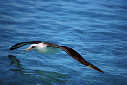 A majestic Laysan albatross soaring gracefully over the ocean