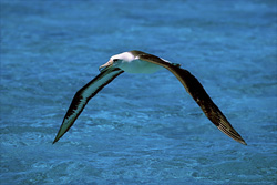 Laysan Albatross (Phoebastria immutabilis) takes off from Midway Atoll for a flight over the ocean