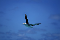 Discover the beauty of the majestic flying Laysan albatross