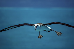 Graceful Laysan albatross in its natural habitat