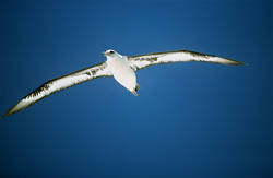 Discover the beauty of the Laysan Albatross and its habitat in the North Pacific