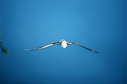 A breathtaking sight: The majestic flight of the Laysan Albatross