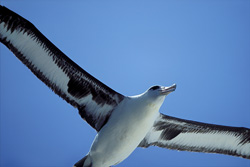 Experience the majestic beauty of the flying Laysan Albatross