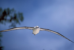 Majestic Flying Laysan Albatross soaring over the ocean