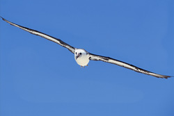 Experience the grace of the Flying Laysan albatross