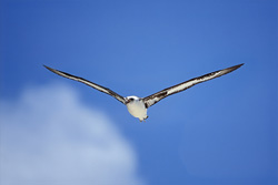 Spectacular sight: The majestic Laysan albatross in its natural habitat