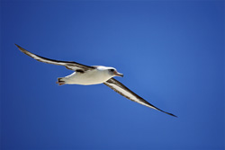Experience the beauty of the flying Laysan albatross