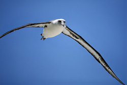 Fascinating Laysan albatross: A Master of Flight and Navigation