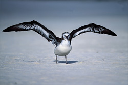 Discover the beauty of the young Laysan albatross on the beach of Midway