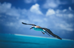 A majestic Laysan albatross in full flight splendor over the ocean
