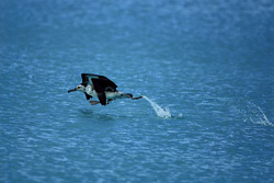 Experience the elegance of the majestic Laysan albatross taking off from the sea