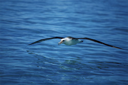 Majestic Laysan albatross soaring over the vast ocean