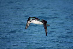 Majestic Laysan albatross gracefully soaring over the Pacific