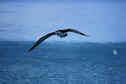 A Laysan Albatross, a flying artist over the ocean