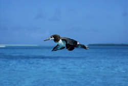 A majestic Laysan albatross glides close to the ocean surface