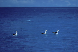 Experience the beauty of Laysan albatrosses on the ocean