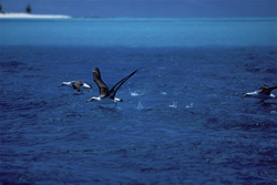 Majestic Laysan albatrosses elegantly take off from the ocean