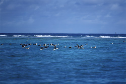 Explore the world of Laysan Albatross and Black-footed Albatross on the Pacific Ocean