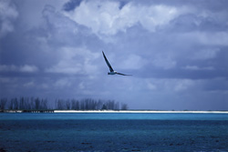 Explore the fascinating world of Laysan albatrosses on Midway Island