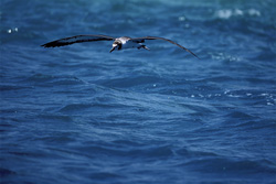 A majestic Laysan albatross over the ocean