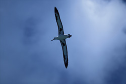 Majestic flying Laysan albatross over the North Pacific