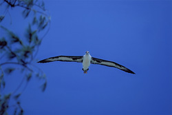 Experience the beauty and grace of the flying Laysan albatross