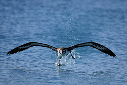 Laysan Albatros