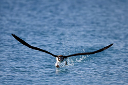 Experience the beauty of the Laysan albatross in its natural habitat