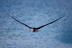 Majestic Laysan albatross gracefully takes off from the sea and glides over the waves